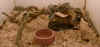 babysnakes.jpg (36258 bytes)