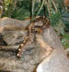 borneo.jpg (31313 bytes)