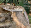 gecko1.jpg (37273 bytes)