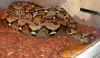 retic.jpg (32959 bytes)